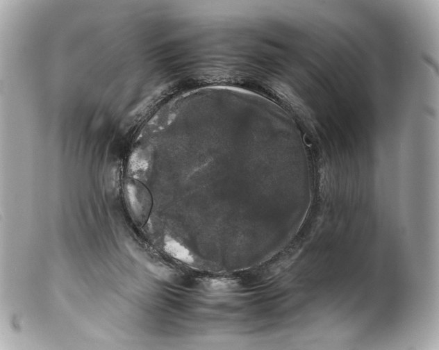 X0000099550165200805301528