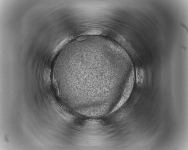 X0000099550300200805301526