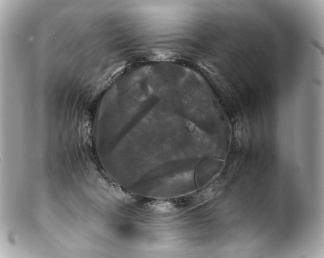 X0000099550322200805301526