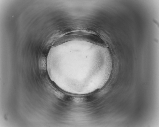 X0000099550336200805301526