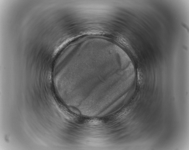 X0000099550348200805301525