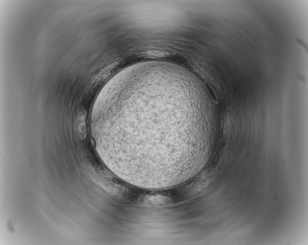 X0000099550360200805301525