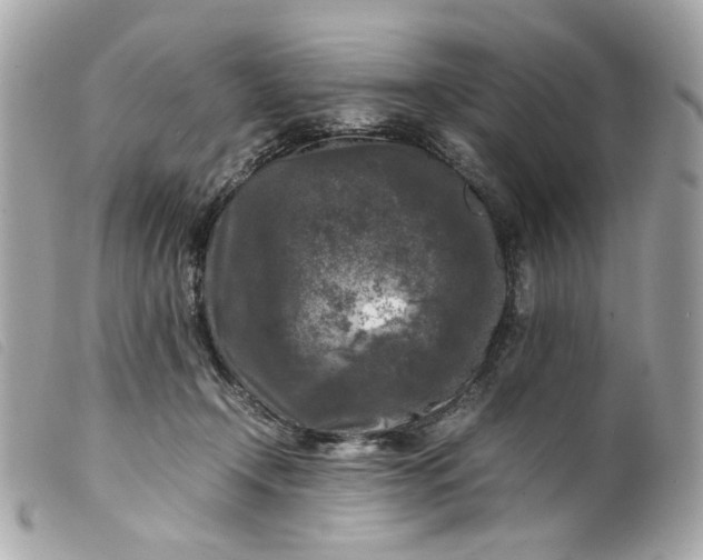 X0000099550366200805301525