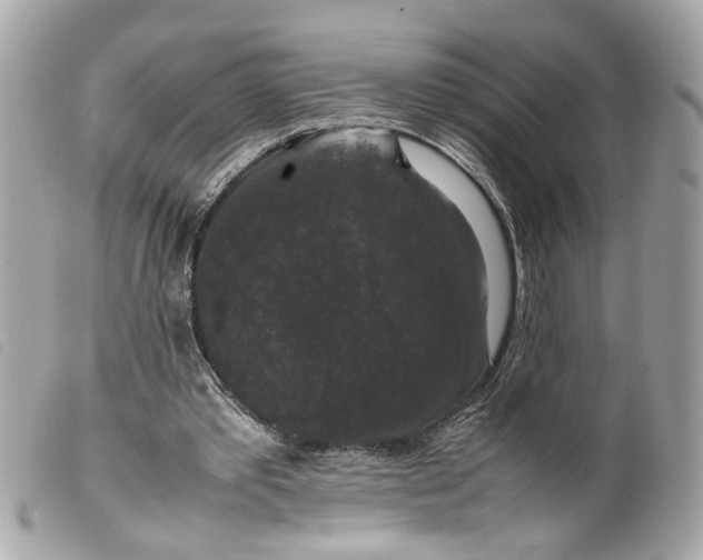 X0000099550389200805301525