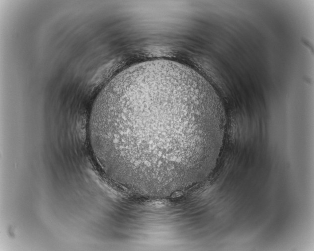 X0000099550402200805301525