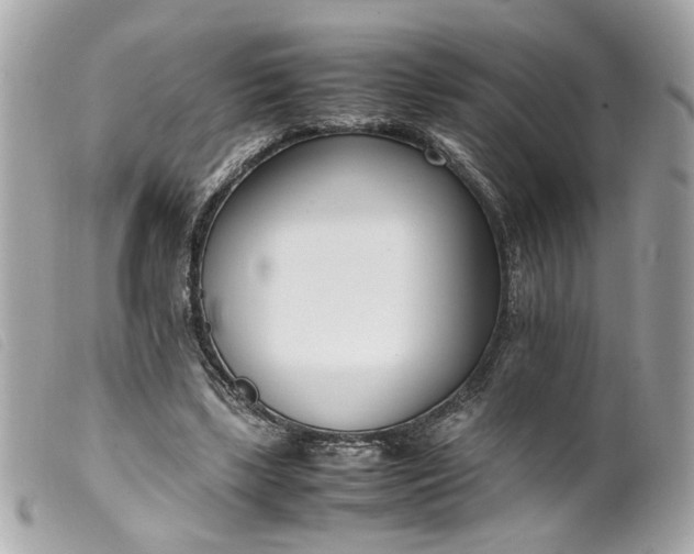 X0000099550443200805301524