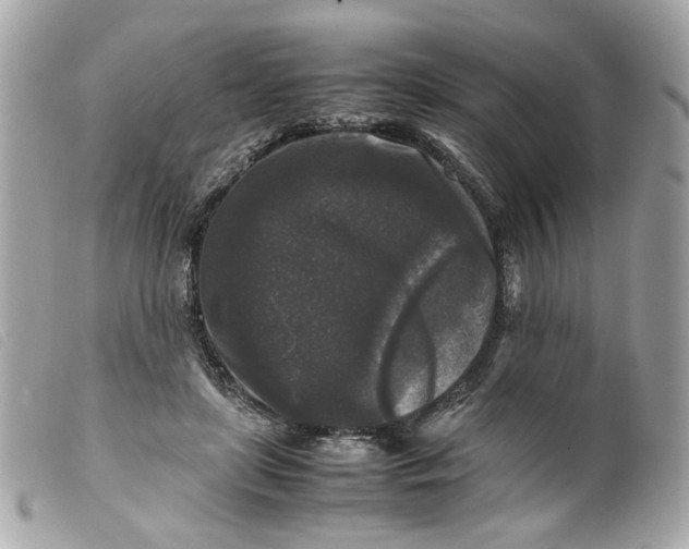 X0000099550451200805301524