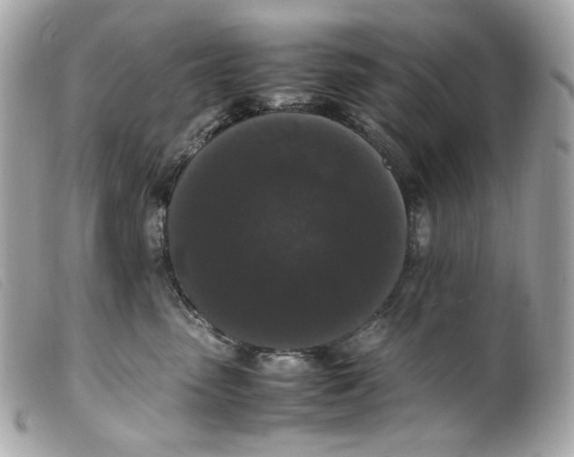 X0000099550475200805301524