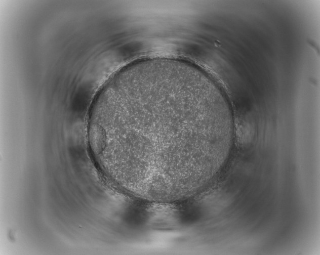 X0000099550487200805301524