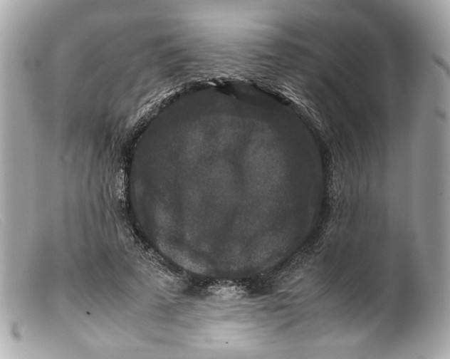 X0000099550689200805301521