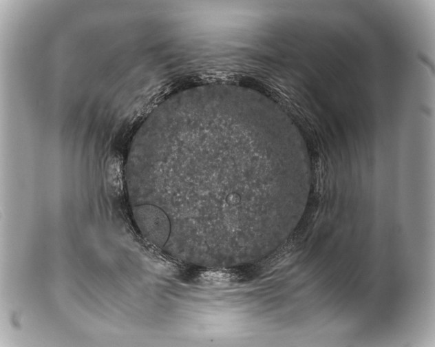 X0000099550699200805301521