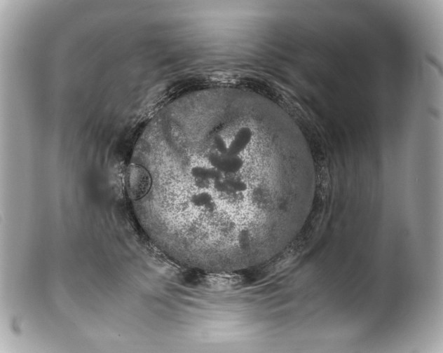 X0000099550707200805301521