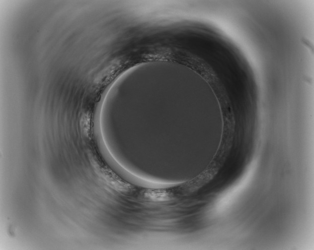 X0000099550767200805301521