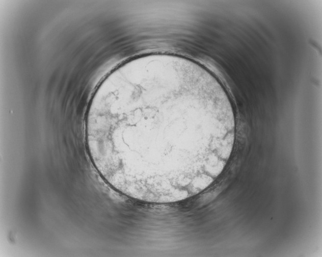 X0000099550807200805301519