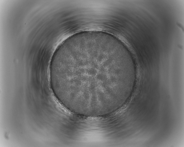 X0000099550840200805301519