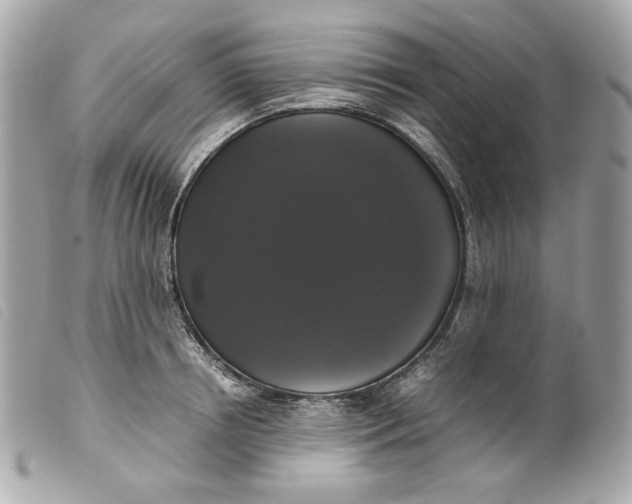 X0000099550850200805301519