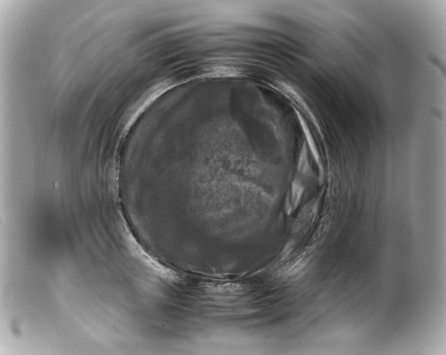 X0000099550851200805301519