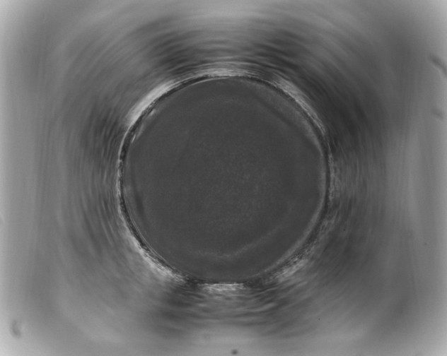 X0000099550853200805301519