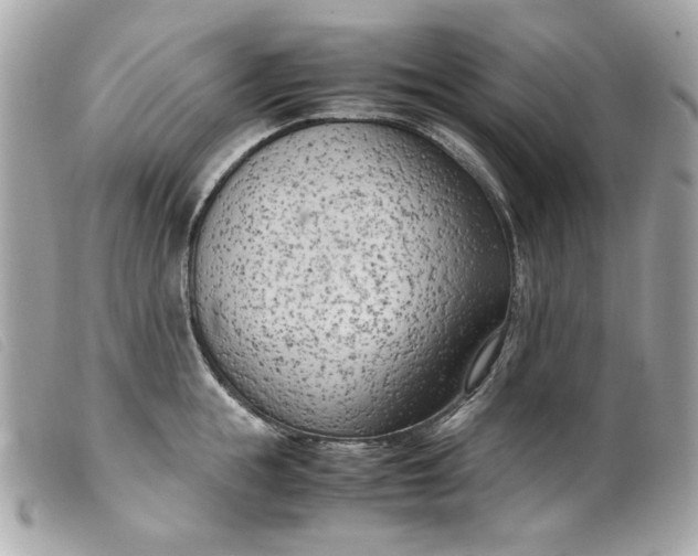 X0000099550855200805301519