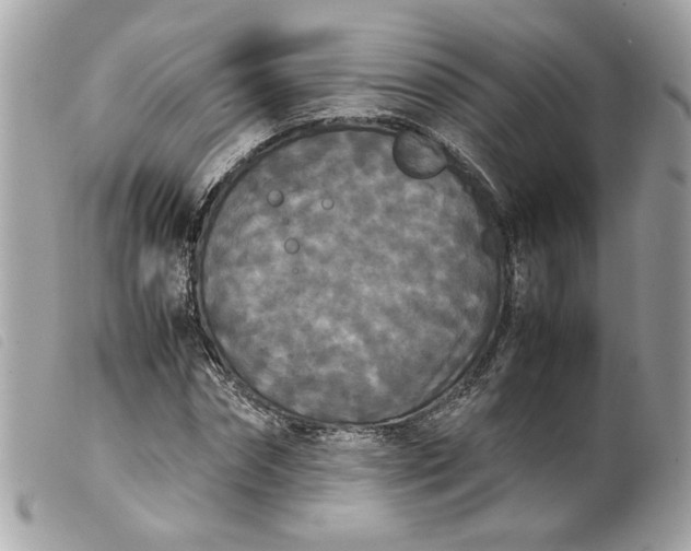 X0000099550874200805301519