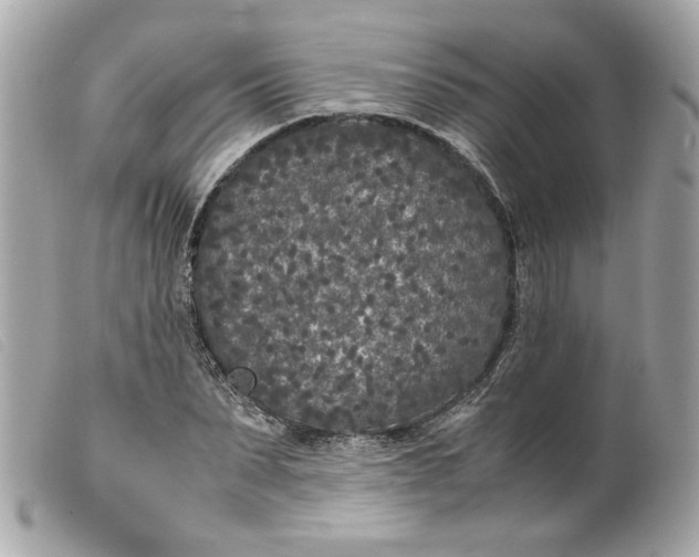 X0000099550879200805301518