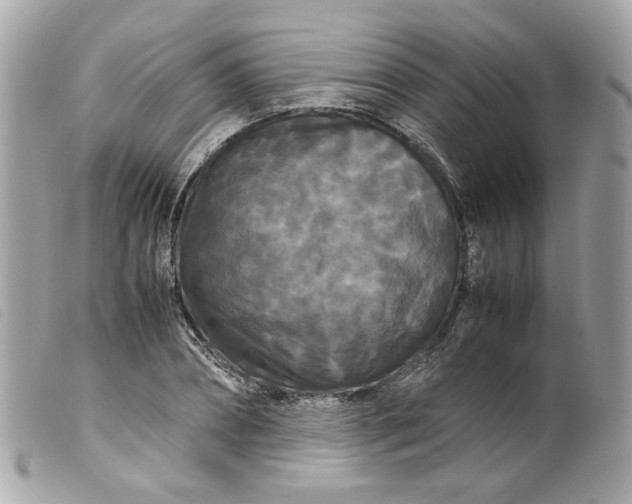 X0000099550882200805301518