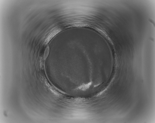 X0000099550889200805301518