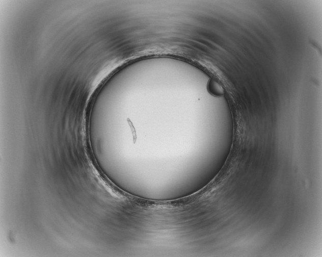 X0000099550894200805301518