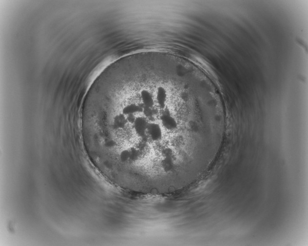 X0000099550907200805301518