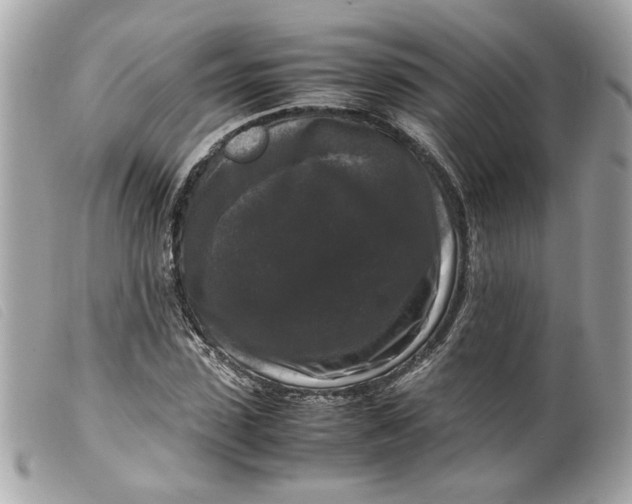 X0000099550923200805301518