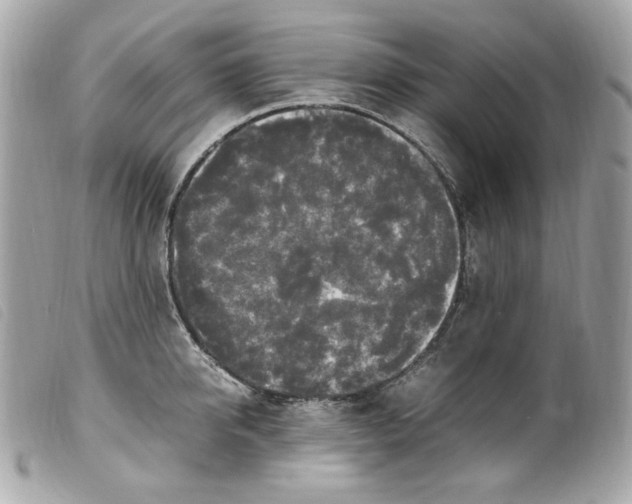 X0000099550950200805301518