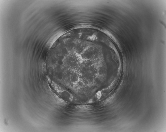 X0000099550953200805301518