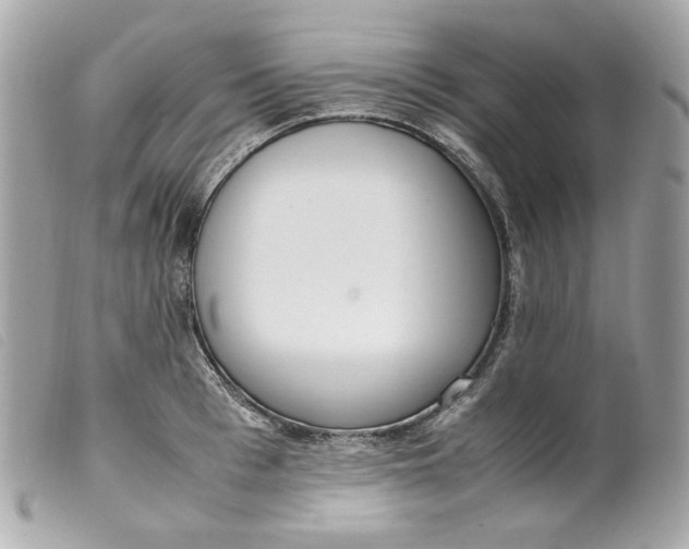 X0000099550993200805301517