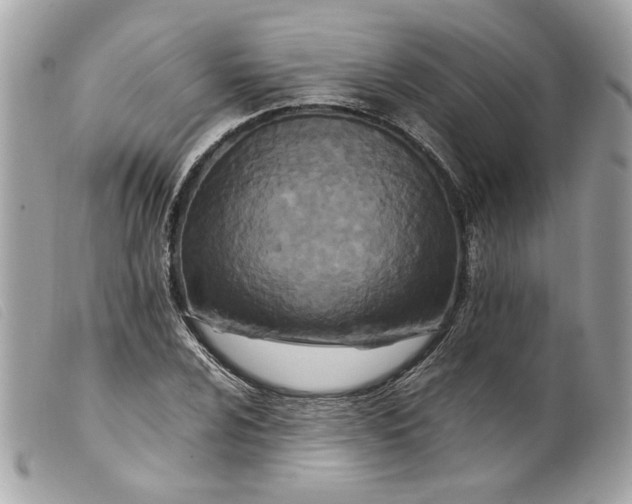 X0000099551024200805301516