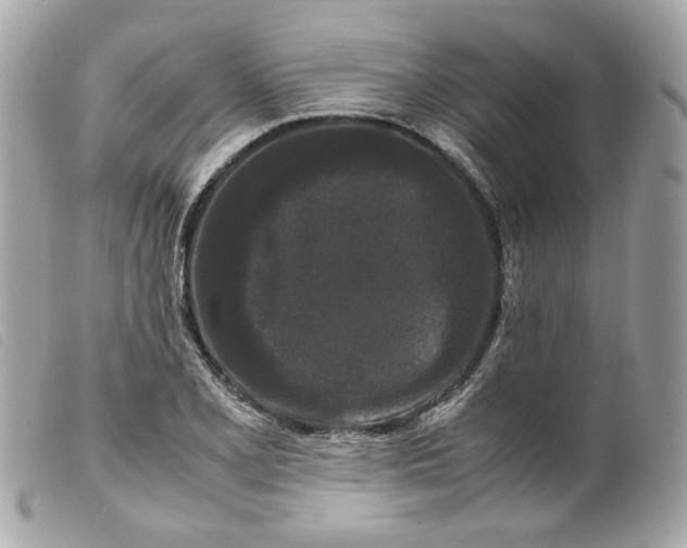 X0000099551077200805301516