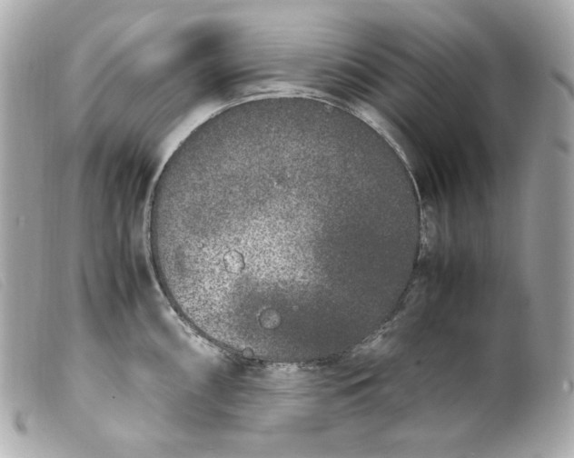 X0000099551098200805301516