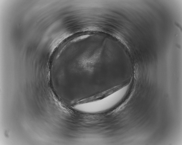 X0000099551117200805301515