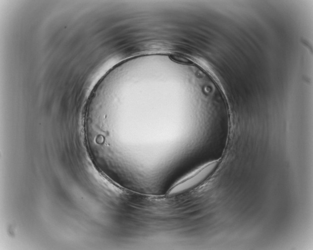 X0000099551243200805301514