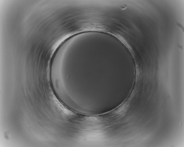 X0000099551246200805301514