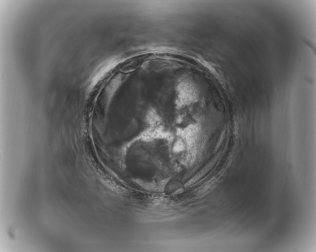 X0000099551263200805301514