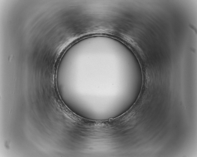 X0000099551316200805301513