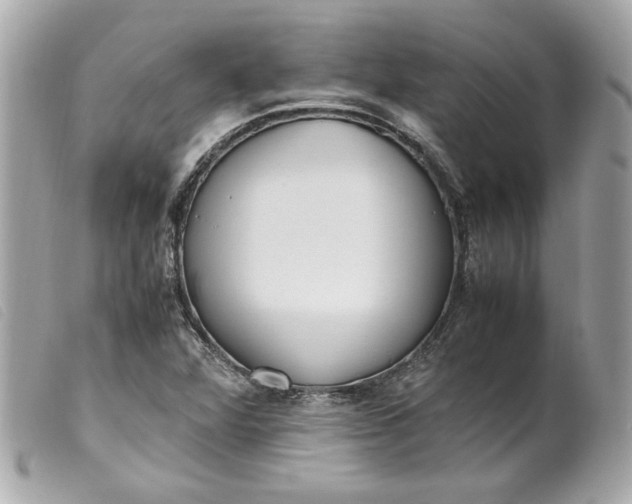 X0000099551360200805301512