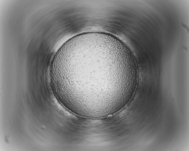 X0000099551382200805301512