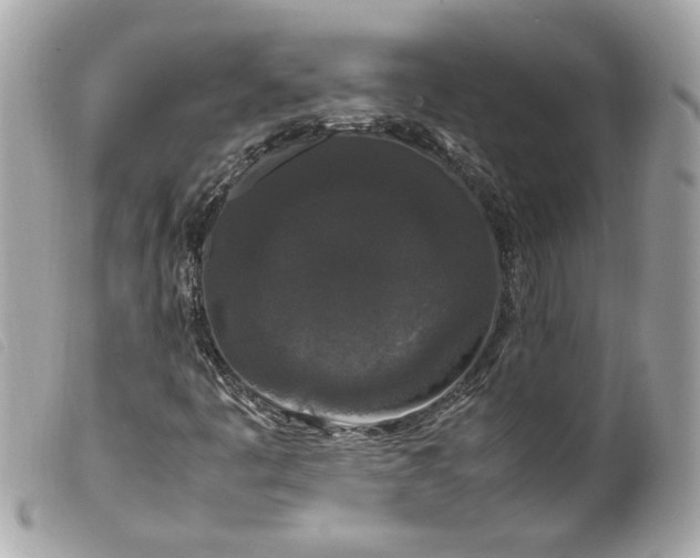 X0000099551445200805301511