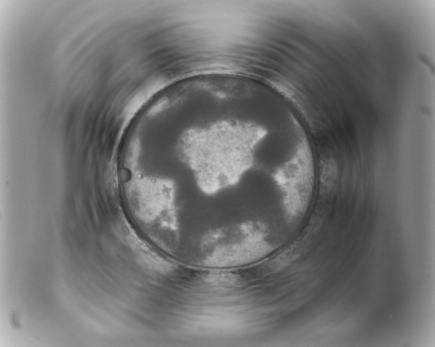 X0000099551466200805301511