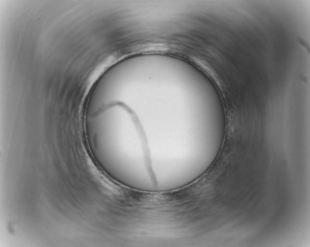 X0000099551475200805301511