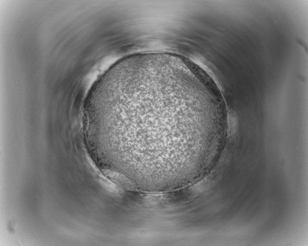 X0000099551477200805301511