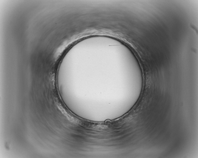 X0000099551503200805301510