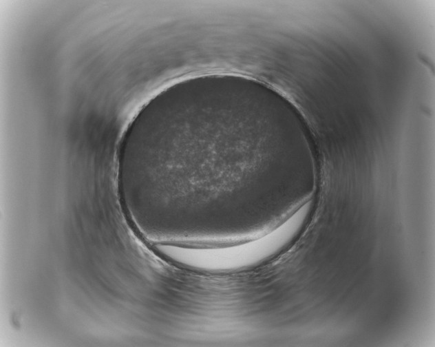 X0000099551508200805301510