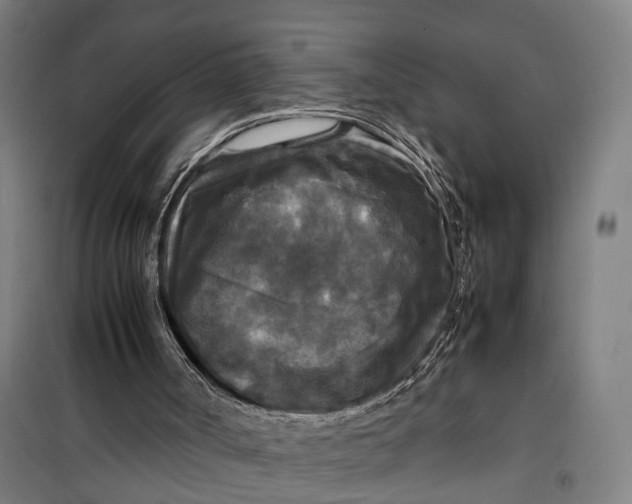 X0000099550002200806061527